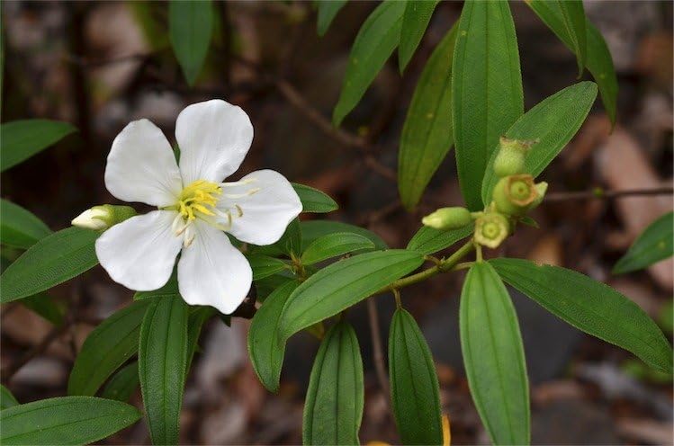 White Malabar Melastome (Melastoma malabathricum) Live Plant - Image 3