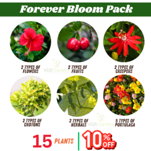 Forever Bloom Pack Combo Live Plant
