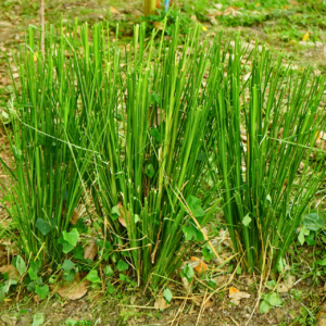Vetiver (Khus) Grass Sapling Live Plant