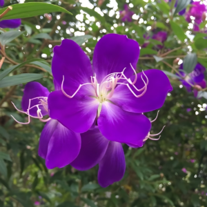 Purple Malabar Melastome (Melastoma malabathricum) Live Plant