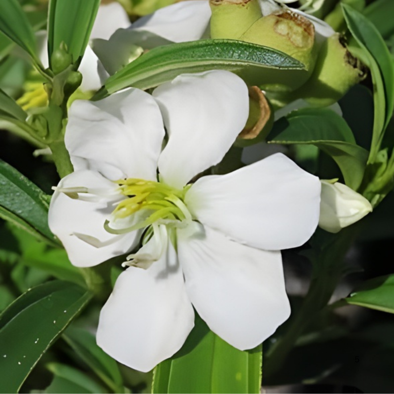 White Malabar Melastome (Melastoma malabathricum) Live Plant - Image 2