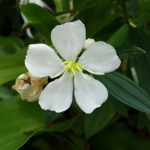 White Malabar Melastome (Melastoma malabathricum) Live Plant
