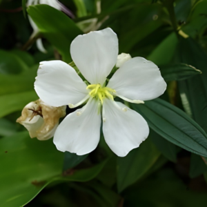 White Malabar Melastome (Melastoma malabathricum) Live Plant