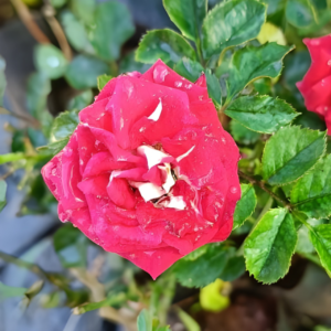 Red Bi-Color Rose Live Plant