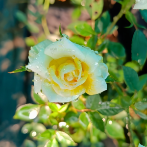Classic White Rose Live Plant