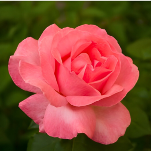 Coral Pink Rose Live Plant