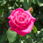 Bright Pink Rose Live Plant