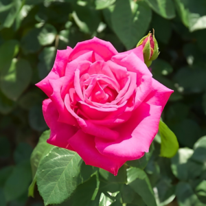 Bright Pink Rose Live Plant