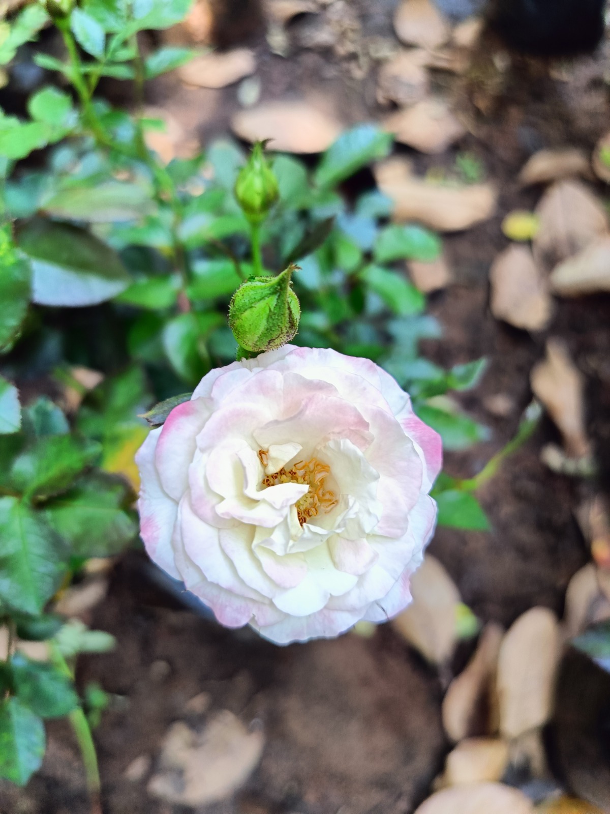 Cotton Candy Rose Live Plant - Image 4