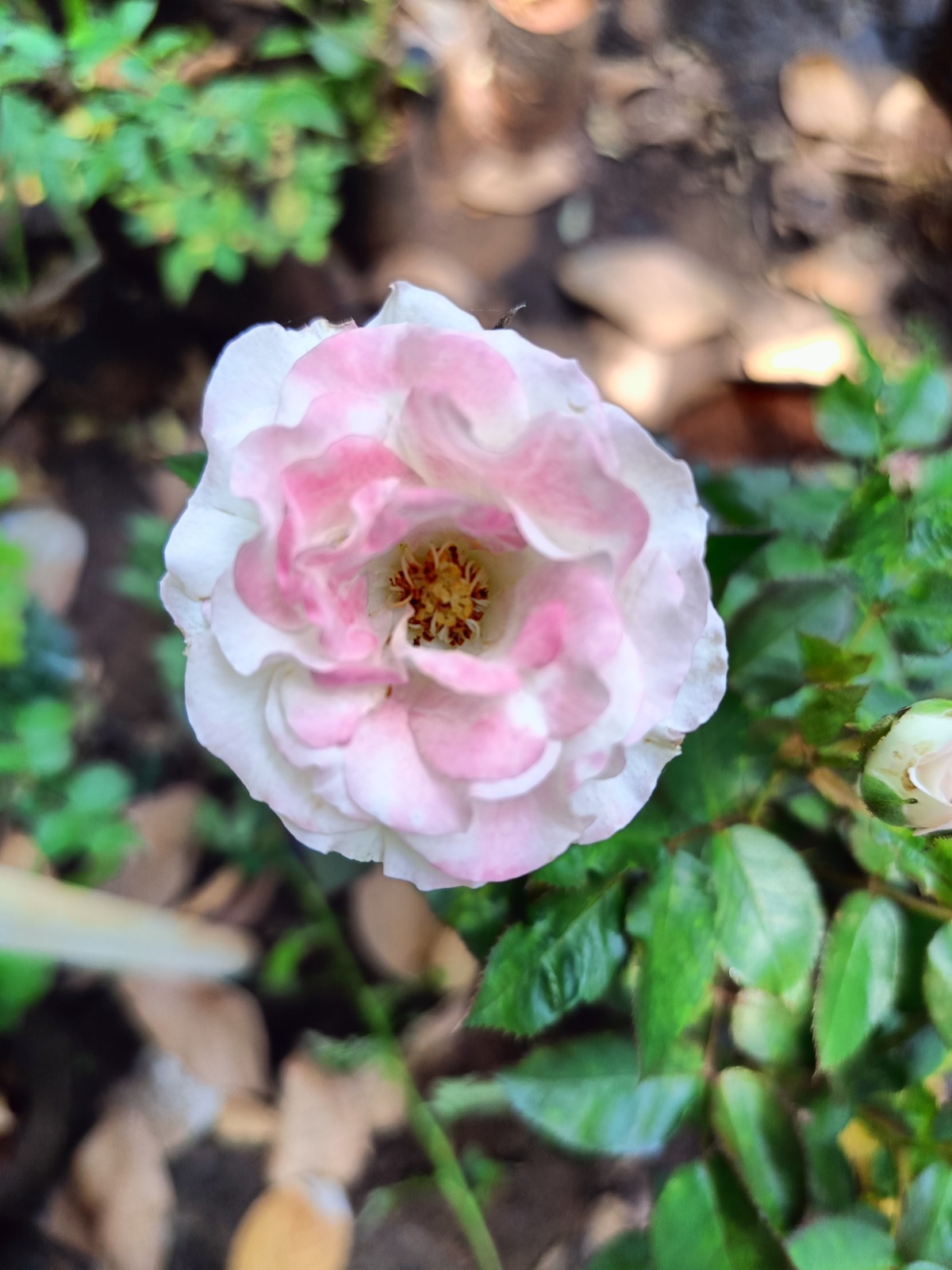 Cotton Candy Rose Live Plant - Image 5