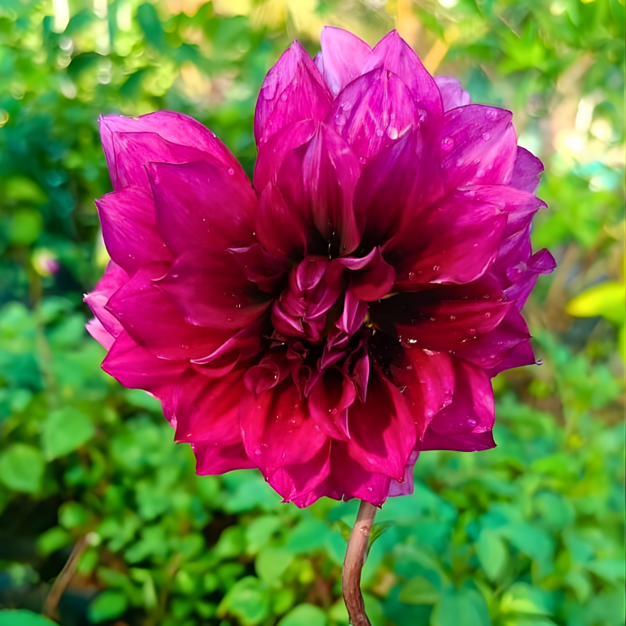 Deep Magenta Dahlia Flowering Live Plant