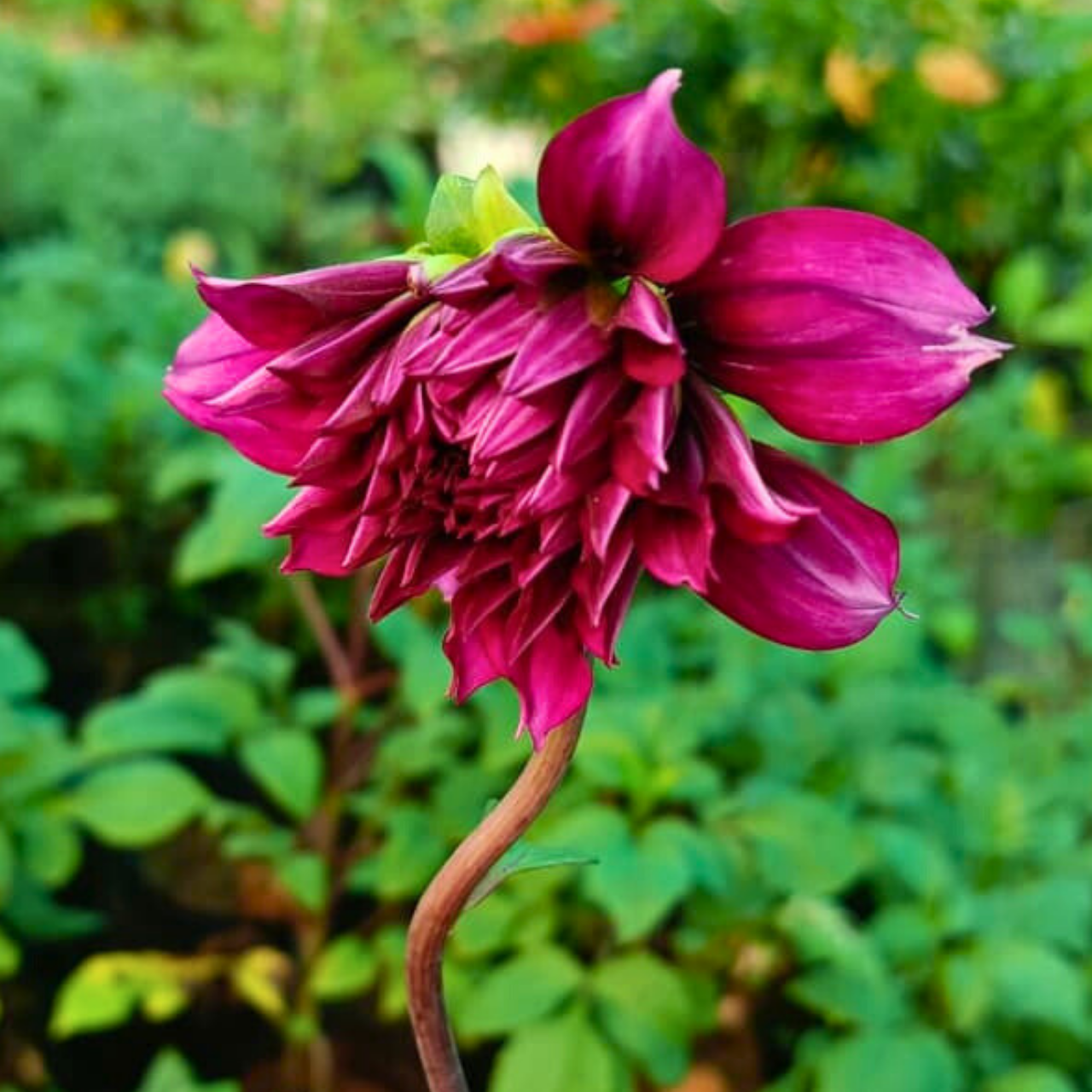 Deep Magenta Dahlia Flowering Live Plant - Image 2