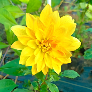 Yellow Dahlia Flowering Live Plant