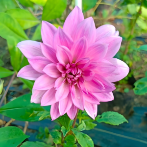 Blush Pink Dahlia Flowering Live Plant