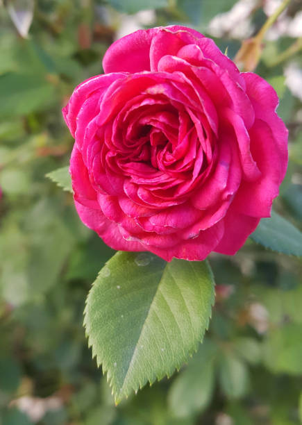Bright Pink Rose Live Plant - Image 2