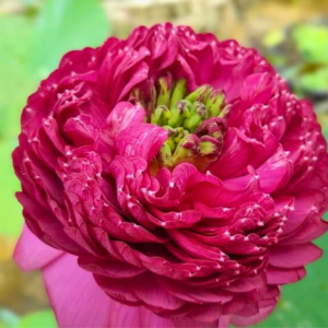 AHAC Lotus Tuber Live Plant