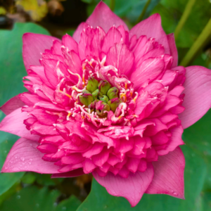 D1 Lotus Tuber Live Plant