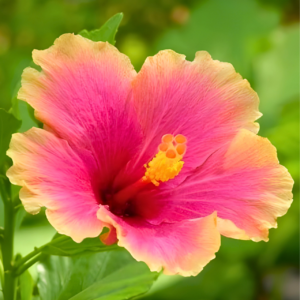 Twin Shade Pink–Yellow Big Flower Pune Hibiscus (15-20 inch) Live plant
