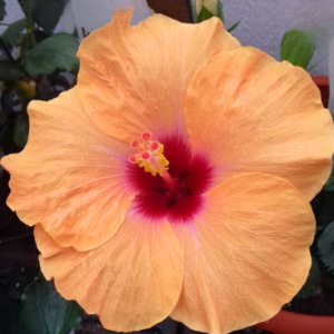 Sandal Big Flower Pune Hibiscus (15-20 inch) Live plant