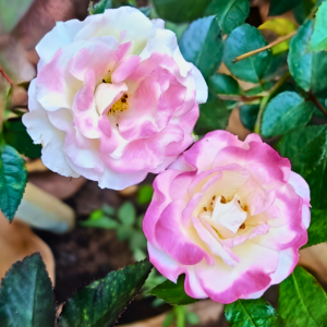 Cotton Candy Rose Live Plant