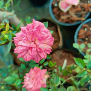 Cri Cri Pink Button Rose Flowering Live Plant