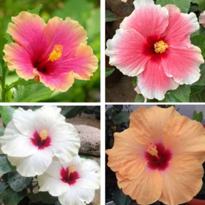 Mixed Big Flower Pune Hibiscus (15-20 inch) Live plant