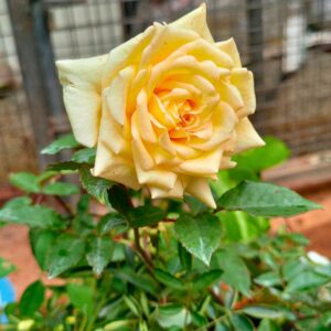 7 Day Rose Yellow Shade Live Plant