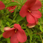 Musk Mallow (Abelmoschus Rhodopetalus) Live Plant