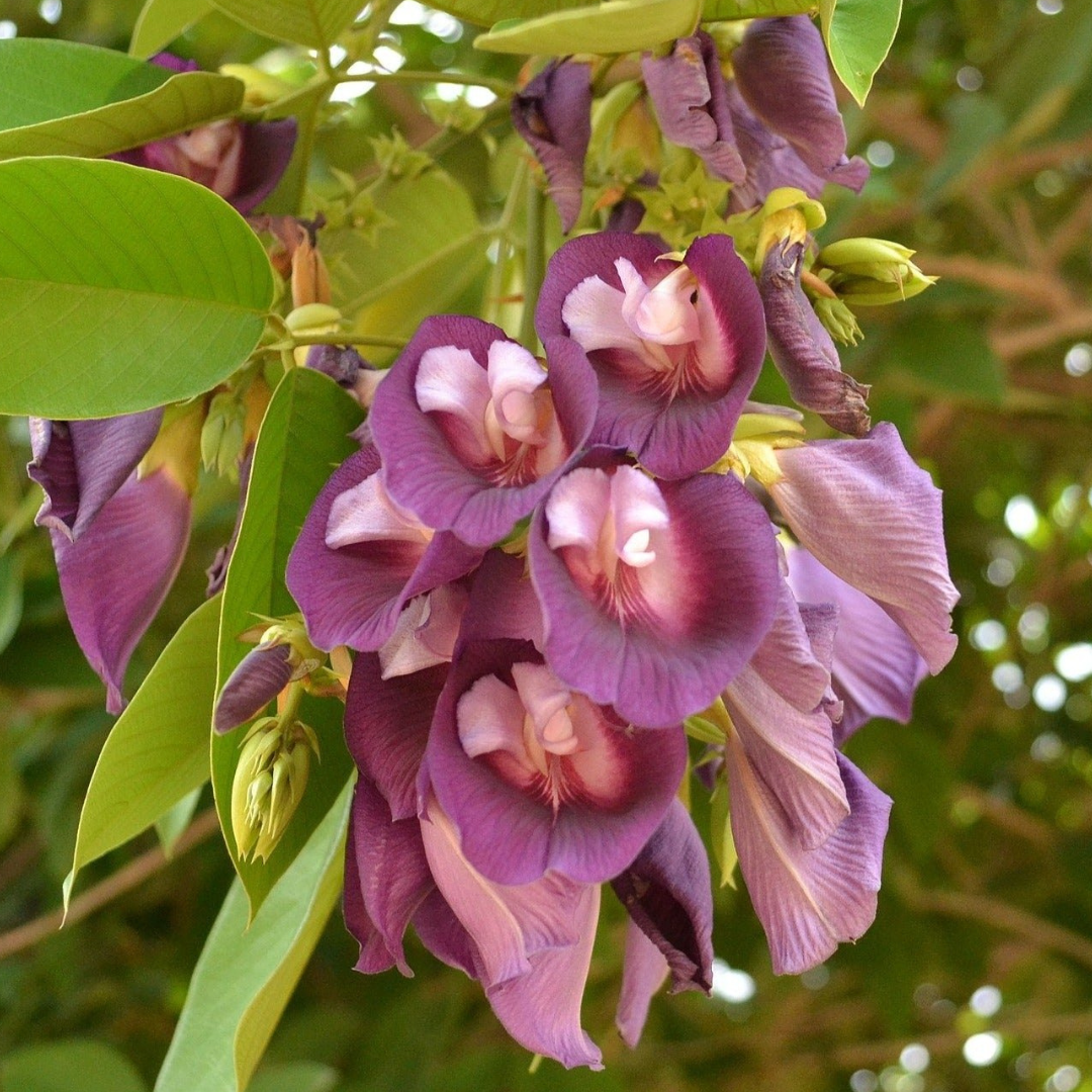 Clitoria arborea VGR GARDENS