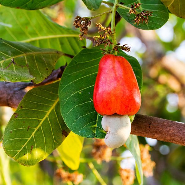 Cashew Nut Tree