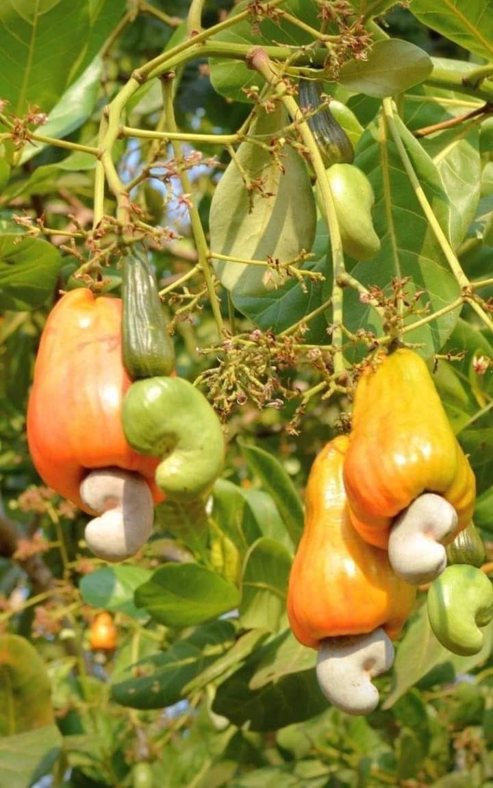Cashew Nut Tree ( Grafted ) Live Plant - Image 3