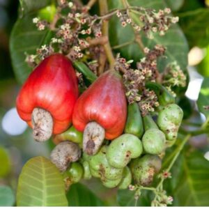 Cashew Nut Plant Grafted