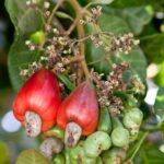 Cashew Nut Plant Grafted