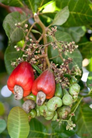 Cashew Nut Plant Grafted