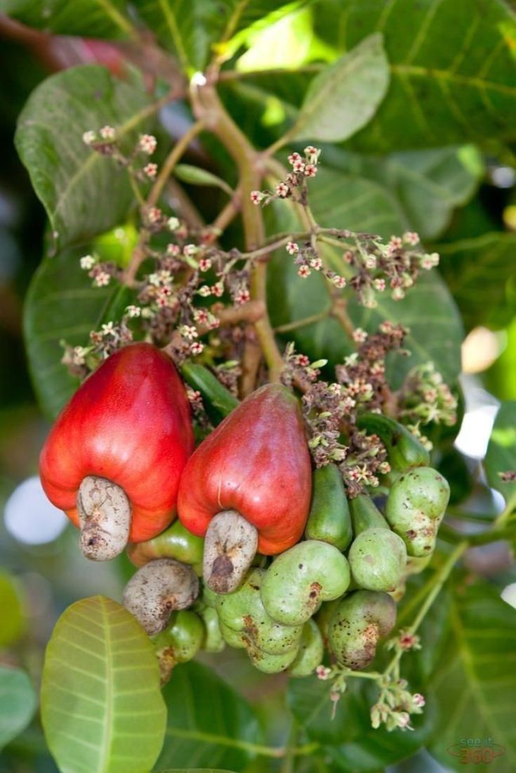 Cashew Nut Plant Grafted