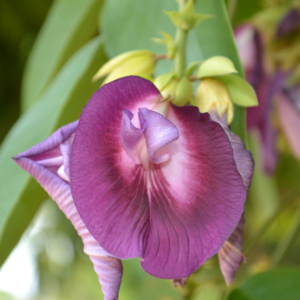 Clitoria arborea VGR GARDENS