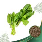 Malabar Spinach Seeds- பசலை கீரை
