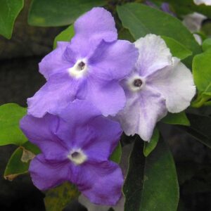 Yesterday Today Tomorrow ( Brunfelsia latifolia )