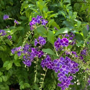 Duranta-green
