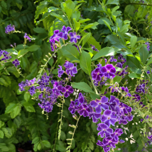 Green Duranta or Border Live Plant