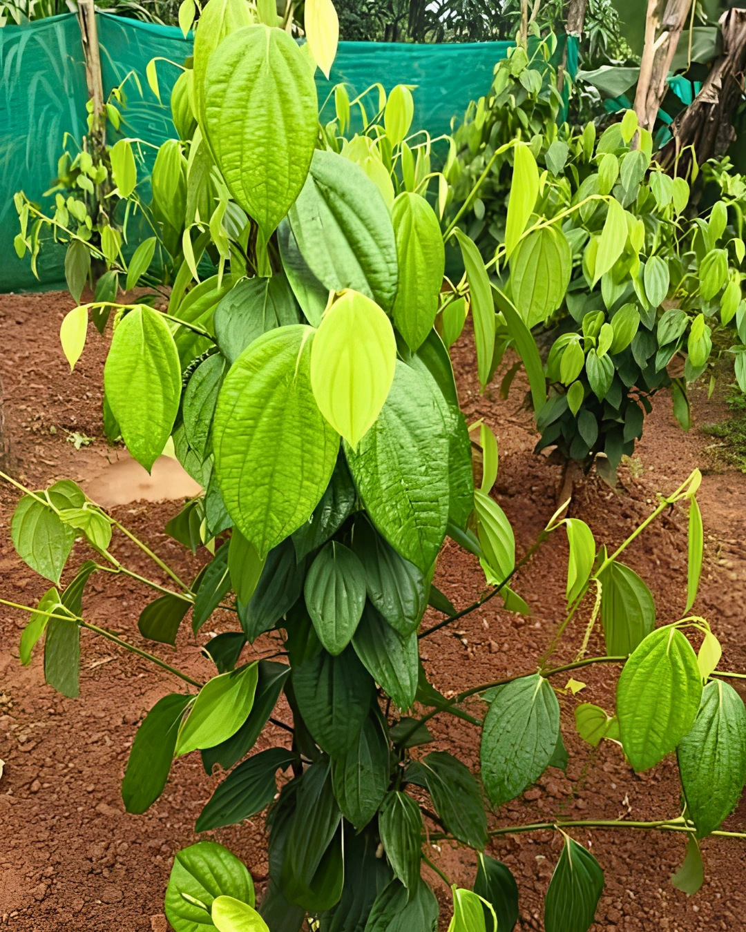 Kumbukkal Pepper - Milagu Live Plant - Image 2