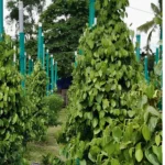 Exotic Plant