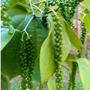 Kumbukkal Pepper