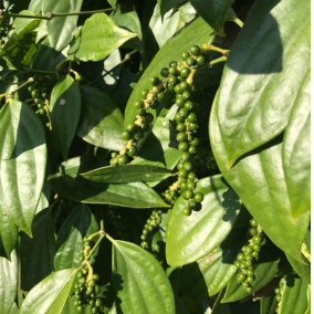 Kumbukkal Pepper Plant