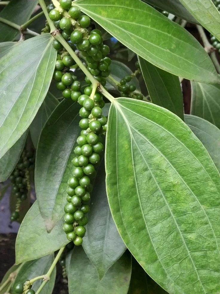 Kumbukkal Pepper - Milagu Live Plant - Image 3