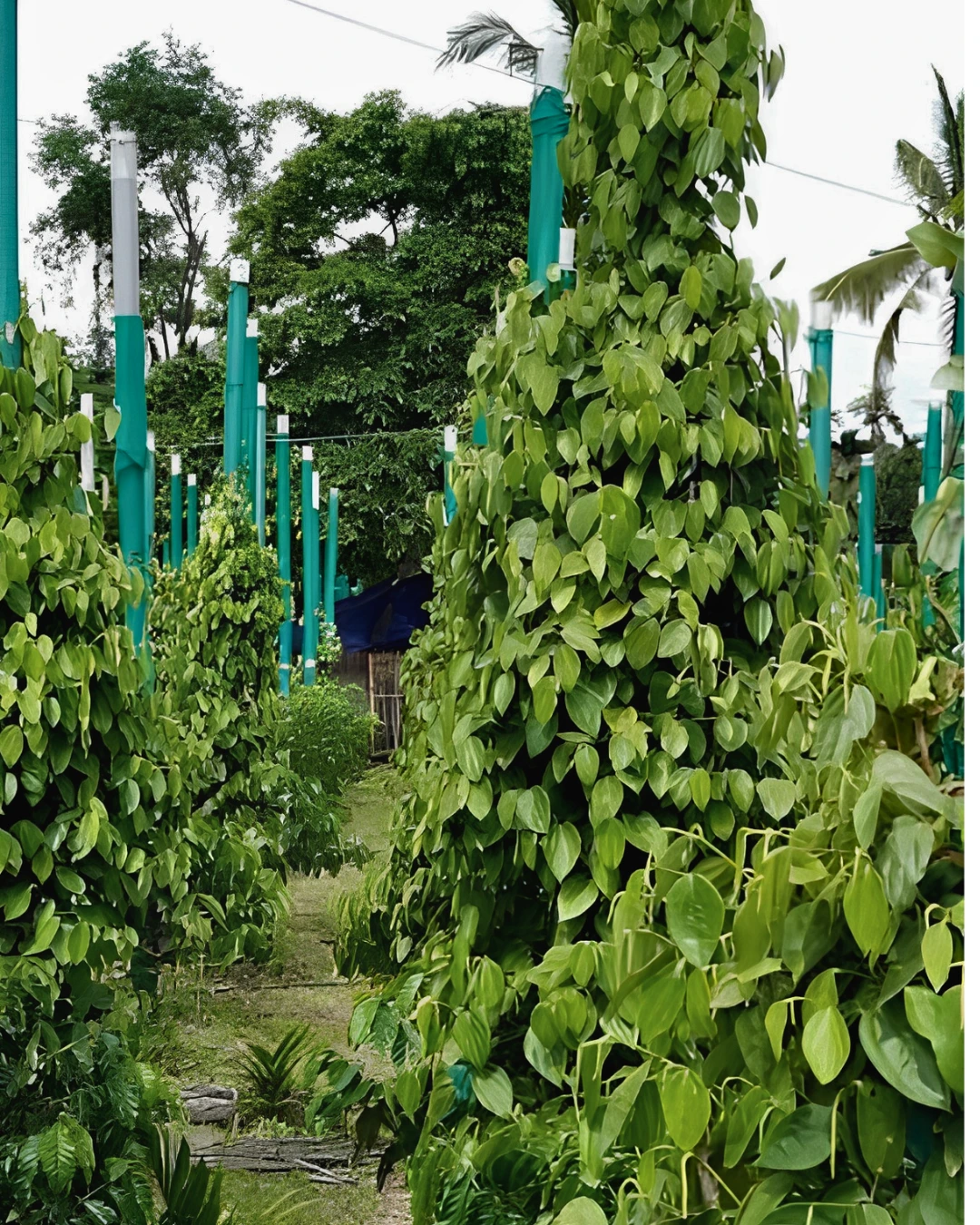 Exotic Plant