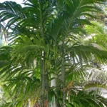 Beatl Nut Plant
