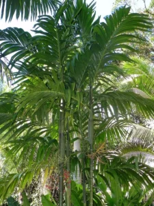 Beatl Nut Plant
