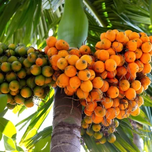 Betel Nut Plant