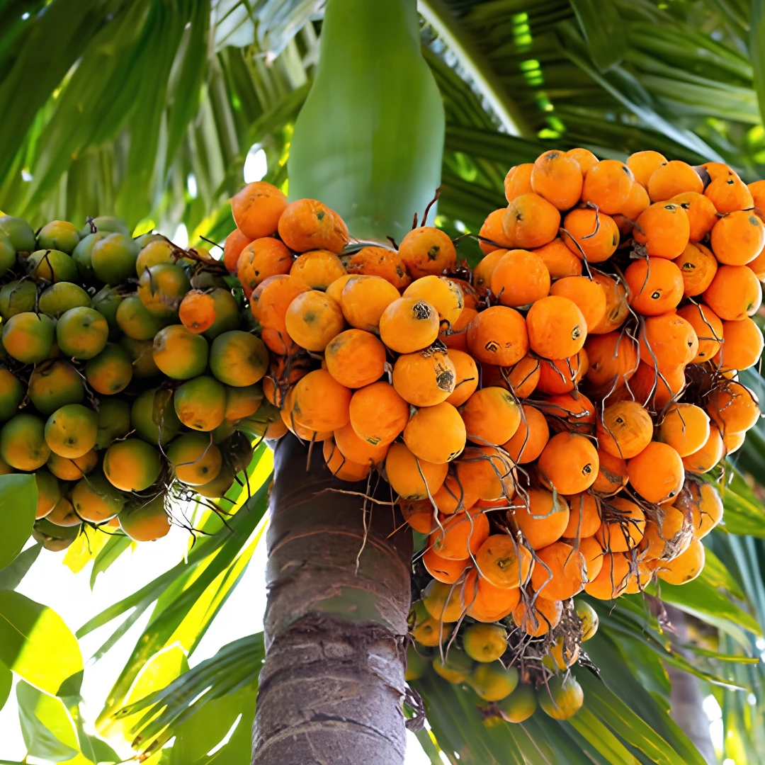 Betel Nut Plant